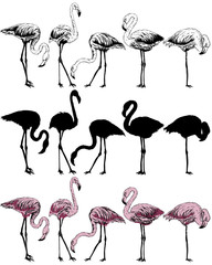 Set of flamingo on a white background - obrazy, fototapety, plakaty
