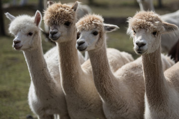 4 alpacas looking in the same direction, other alpacas in the background © Denis