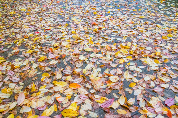 Deserted Straight Mountain Road on a Rainy Autumn Day. Some Fallen Leaves are on the Wet Asphalt. Beautiful Fall Colors. Autumnal background