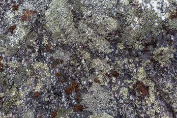 lichen on a rocks a camo style background. Natural moss texture