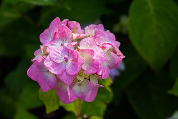 Hydrangea serrata purple flowes wet after the rain on a blurred green background of leaves. Garden flowers. closeup of pink flower in full bloom.Copy space