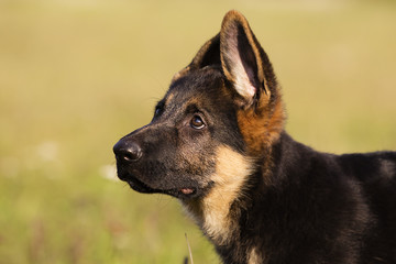 German Shepherd puppy looks sideways in the grass