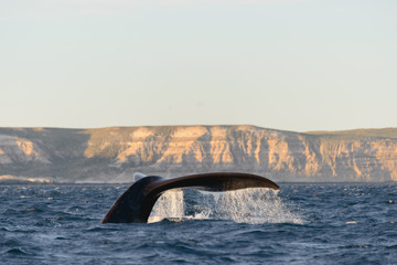 Whale Patagonia Argentina © Alejandro Cupi
