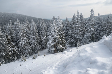 Winter landscape with forest