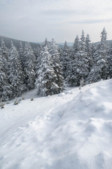 Fototapeta premium Winter landscape with forest