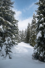 Winter landscape with forest