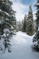 Fototapeta na wymiar Winter landscape with forest