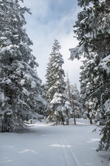 Winter landscape with forest