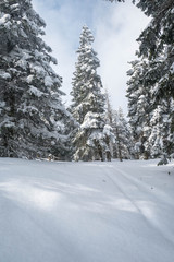 Winter landscape with forest