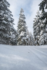 Fototapeta na wymiar Winter landscape with forest