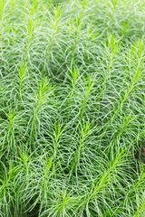 Fototapeta na wymiar Green plant background. Close up of fluffy green plant