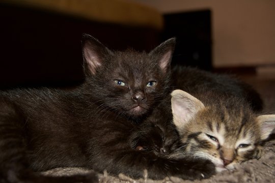Small kittens lays near each other, striped brindle and black and kitten