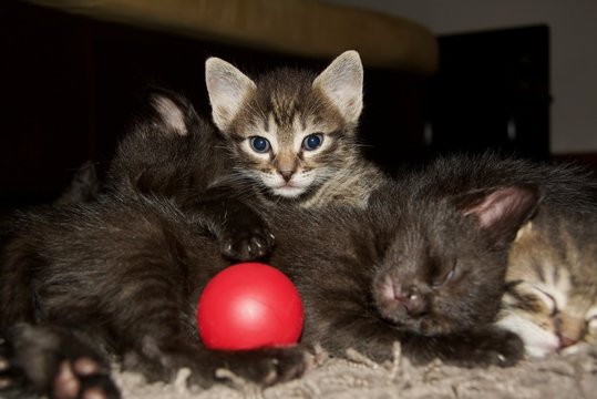 Small kittens lays near each other, striped brindle and black and kitten