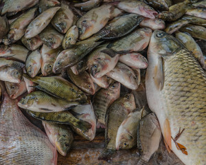 Whole fresh fish of all sizes for sale in the market in Vietnam