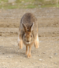 Brown hare hopping directly at the camera