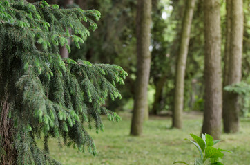 Fir tree branch close-up against a spruce forest, background of straight trunks of spruces. Green natural background.