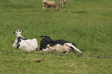 cows resting in a field