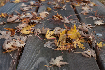 Wooden picnic table covered with fallen yellow maple leaves
