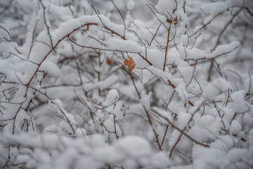 A single dry rusty orange leaf surrounded by snow-covered branches