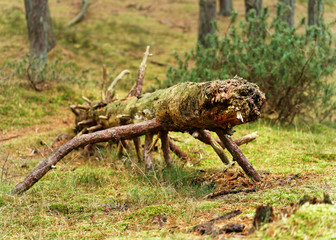Fallen tree on a forest clearing that has taken a position reminiscent of a wild animal - Location Germany, Ruegen Island, Baltic Sea