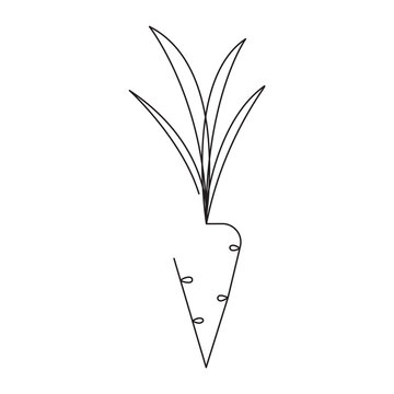 Carrot editable continuous line vector illustration - single line drawing of ripe vegetable.