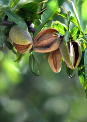 almonds ready for harvest