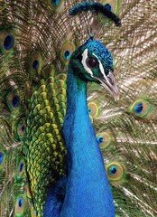 One fine female Peacock. 