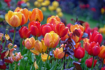 tulips in Spring