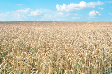 Summer feeling (France). Harvest of oats a warm day and a blue sky.