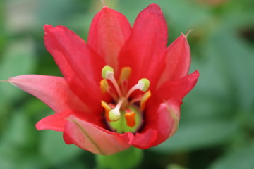 Fototapeta premium Flowers