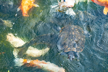 池の鯉と水紋15