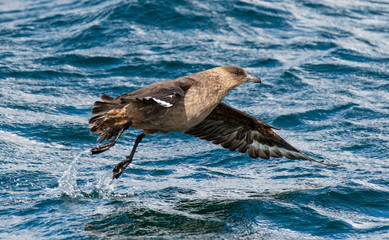 Fototapeta premium Petrel over Antarctic waters
