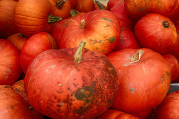 Kürbisse Zierkürbisse Speisekürbisse