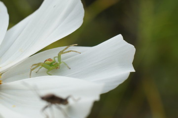 Fototapeta Pająk ,pająk na kwiecie obraz
