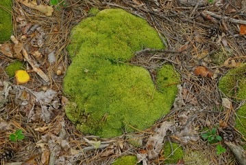 green moss on the ground in the forest in a dry brown needles