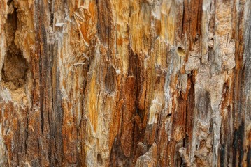 brown wooden texture of a corrugated old board