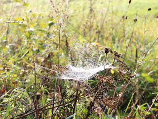 Autumn morning bushes are cobwebbed