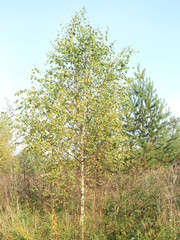 young bushes and trees close up