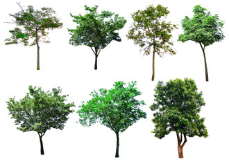 This image is the isolated of trees  in the white background.