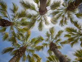 Looking up the palm tree with blue sky