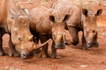 Fototapeta premium White rhino in Zimanga Game Reserve in South Africa