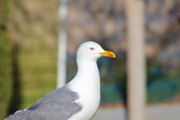 Gaviotas en Cartagena, Murcia, España