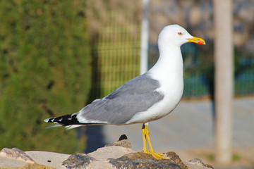 Gaviotas en Cartagena, Murcia, España