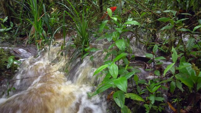 Floodwater pouring through the rainforest. A blackwater stream has burst its banks and water is running over the forest floor after a severe thunderstorm in the Cordillera del Condor, southern Ecuador