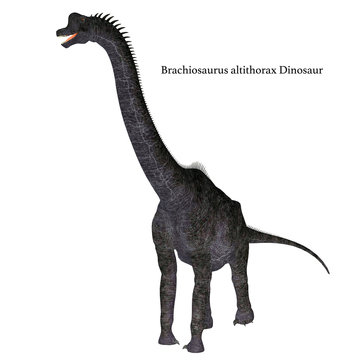 Brachiosaurus Dinosaur on White with Font