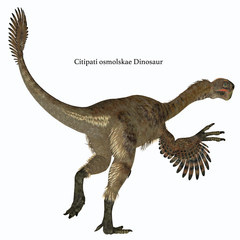 Fototapeta premium Citipati Female Dinosaur Tail with Font