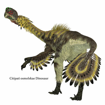 Citipati Dinosaur Tail With Font