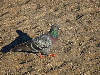 Pigeon walking on rocky sand