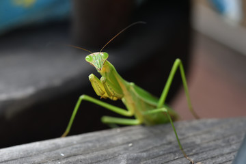 カマキリ