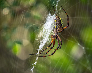 Behind the web!